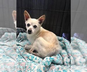 Chihuahua-Unknown Mix Dogs for adoption in Mount Juliet, TN, USA