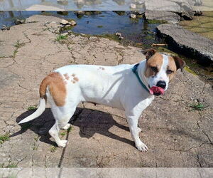 American Pit Bull Terrier-Unknown Mix Dogs for adoption in Pryor, OK, USA