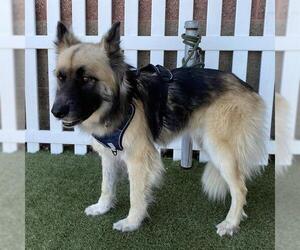 German Shepherd Dog-Unknown Mix Dogs for adoption in Modesto, CA, USA
