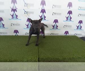Labrador Retriever-Unknown Mix Dogs for adoption in Orlando, FL, USA