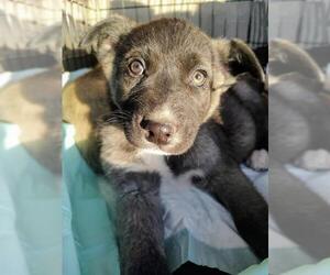 Australian Shepherd-Siberian Husky-Unknown Mix Dogs for adoption in Pena Blanca, NM, USA