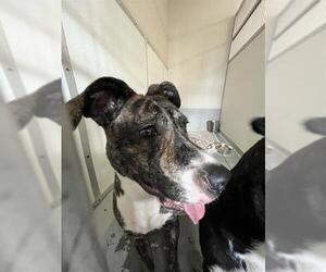American Pit Bull Terrier-Unknown Mix Dogs for adoption in Sugar Land, TX, USA