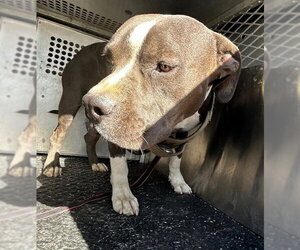 Mutt Dogs for adoption in HESPERIA, CA, USA