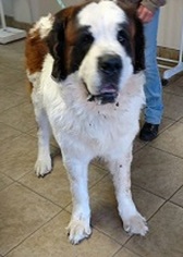 Saint Bernard Dogs for adoption in Canon City, CO, USA