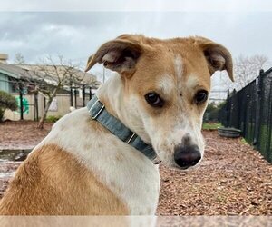 Greyhound-Unknown Mix Dogs for adoption in Santa Cruz, CA, USA