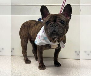 French Bulldog Dogs for adoption in Sioux Falls, SD, USA