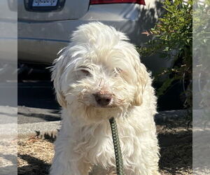 Maltese-Unknown Mix Dogs for adoption in Chico, CA, USA