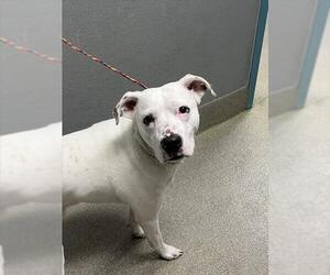 Mutt Dogs for adoption in Las Vegas, NV, USA