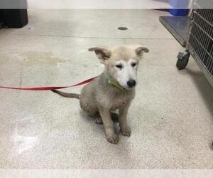 Siberian Husky Dogs for adoption in Riverside, CA, USA