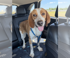 Beagle Dogs for adoption in Tampa, FL, USA