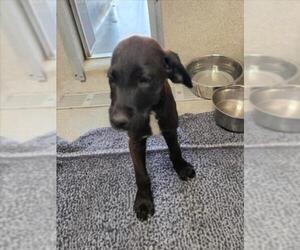 Irish Wolfhound-Unknown Mix Dogs for adoption in Tracy, CA, USA