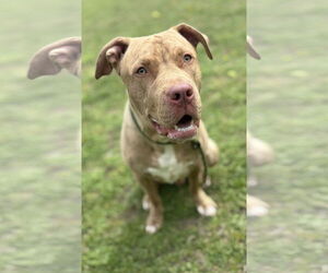 American Pit Bull Terrier-Unknown Mix Dogs for adoption in Virginia Beach, VA, USA