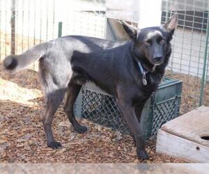 Australian Kelpie Dogs for adoption in Paso Robles, CA, USA