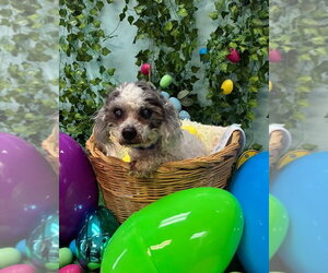 Shih Tzu-Unknown Mix Dogs for adoption in Bryant, AR, USA
