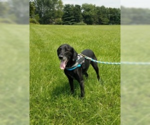 Lab-Pointer Dogs for adoption in Warrington, PA, USA