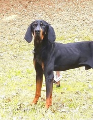 Black and Tan Coonhound Dogs for adoption in Social Circle, GA, USA