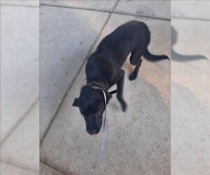 Sheprador Dogs for adoption in Texas City, TX, USA