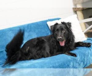 Border-Aussie Dogs for adoption in Grasswood, Saskatchewan, Canada