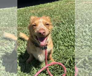 Dachshund-Spaniel Mix Dogs for adoption in Newport Beach, CA, USA