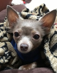 Chihuahua Dogs for adoption in West Columbia, SC, USA