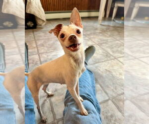 Chihuahua-Unknown Mix Dogs for adoption in New London, WI, USA