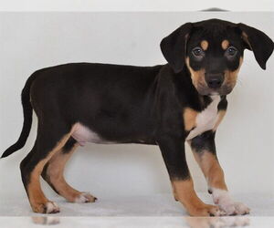 Black and Tan Coonhound-Unknown Mix Dogs for adoption in Oroville, CA, USA
