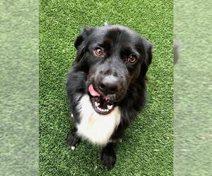 Border Collie-Unknown Mix Dogs for adoption in Plainfield, IL, USA