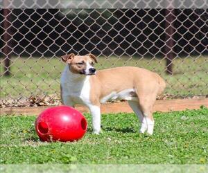 Feist Terrier-Unknown Mix Dogs for adoption in Grovetown, GA, USA