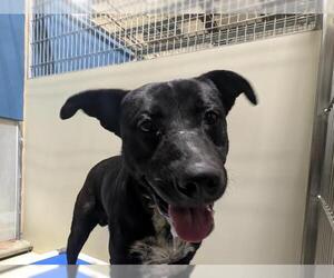 American Pit Bull Terrier-Unknown Mix Dogs for adoption in Bakersfield, CA, USA