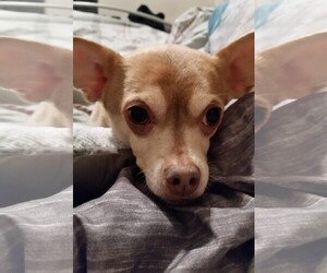 Chihuahua Dogs for adoption in Fargo, ND, USA