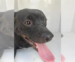 American Pit Bull Terrier-Unknown Mix Dogs for adoption in Houston, TX, USA