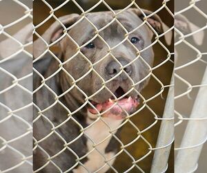 American Pit Bull Terrier Dogs for adoption in Tuscumbia, AL, USA