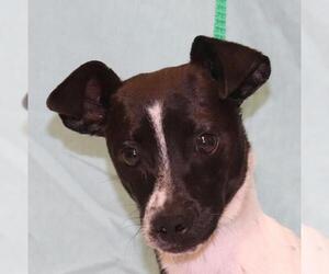 Jack-Rat Terrier Dogs for adoption in Warwick, RI, USA