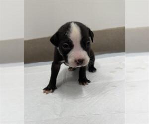 American Pit Bull Terrier-Catahoula Leopard Dog Mix Dogs for adoption in Baytown, TX, USA