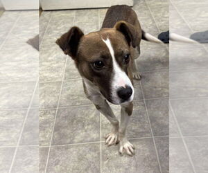 Jack Russell Terrier-Unknown Mix Dogs for adoption in Rustburg, VA, USA