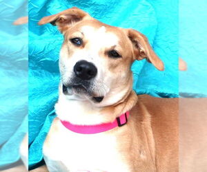 Retriever -Unknown Mix Dogs for adoption in Cuba, NY, USA