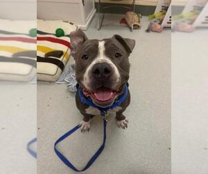 American Pit Bull Terrier Dogs for adoption in Boston, MA, USA