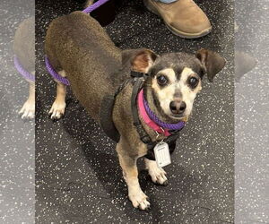 Chiweenie Dogs for adoption in Boonton, NJ, USA