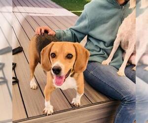 Beagle Dogs for adoption in St Louis, MO, USA