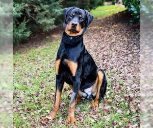 Rottweiler Dogs for adoption in Cumming, GA, USA
