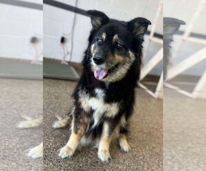 Australian Shepherd-Unknown Mix Dogs for adoption in San Diego, CA, USA