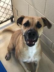 Shepradors Dogs for adoption in Brunswick, GA, USA