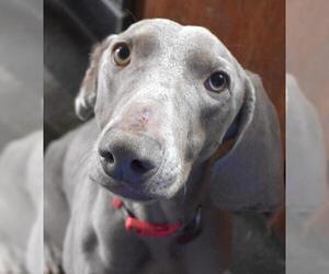 Weimaraner Dogs for adoption in Lee's Summit, MO, USA