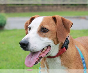 Mountain Cur-Unknown Mix Dogs for adoption in Cookeville, TN, USA