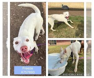 Labrador Retriever-Unknown Mix Dogs for adoption in San Antonio, TX, USA