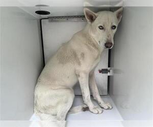 German Shepherd Dog-Siberian Husky Mix Dogs for adoption in Houston, TX, USA