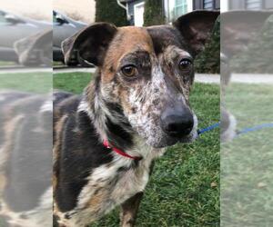 Catahoula Leopard Dog-Dachshund Mix Dogs for adoption in Harrisburg, PA, USA