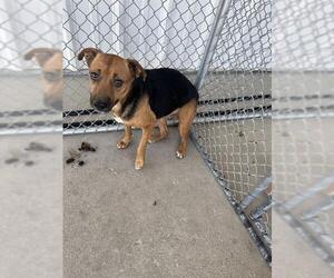 German Shepherd Dog Dogs for adoption in Bakersfield, CA, USA