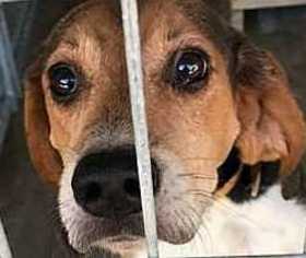 Medium Photo #1 Beagle Puppy For Sale in Boston, MA, USA