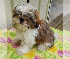 Shih Tzu Dogs for adoption in Mountain View, MO, USA